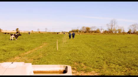 two cattle farmers walking in the field