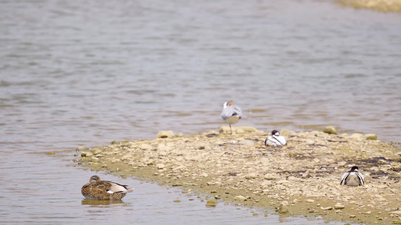 북극의 바다새, 습지, 영국, 여름