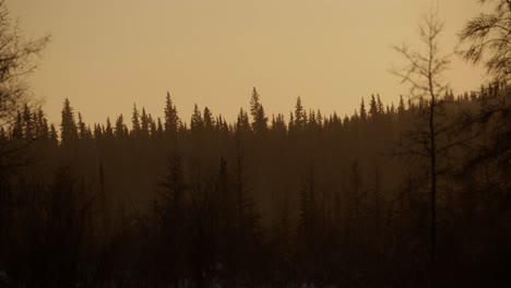 early morning sky over silhouette tree tops. darker trees in foreground.