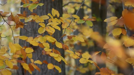 colorido día de otoño en el bosque con luz suave, tiro apretado