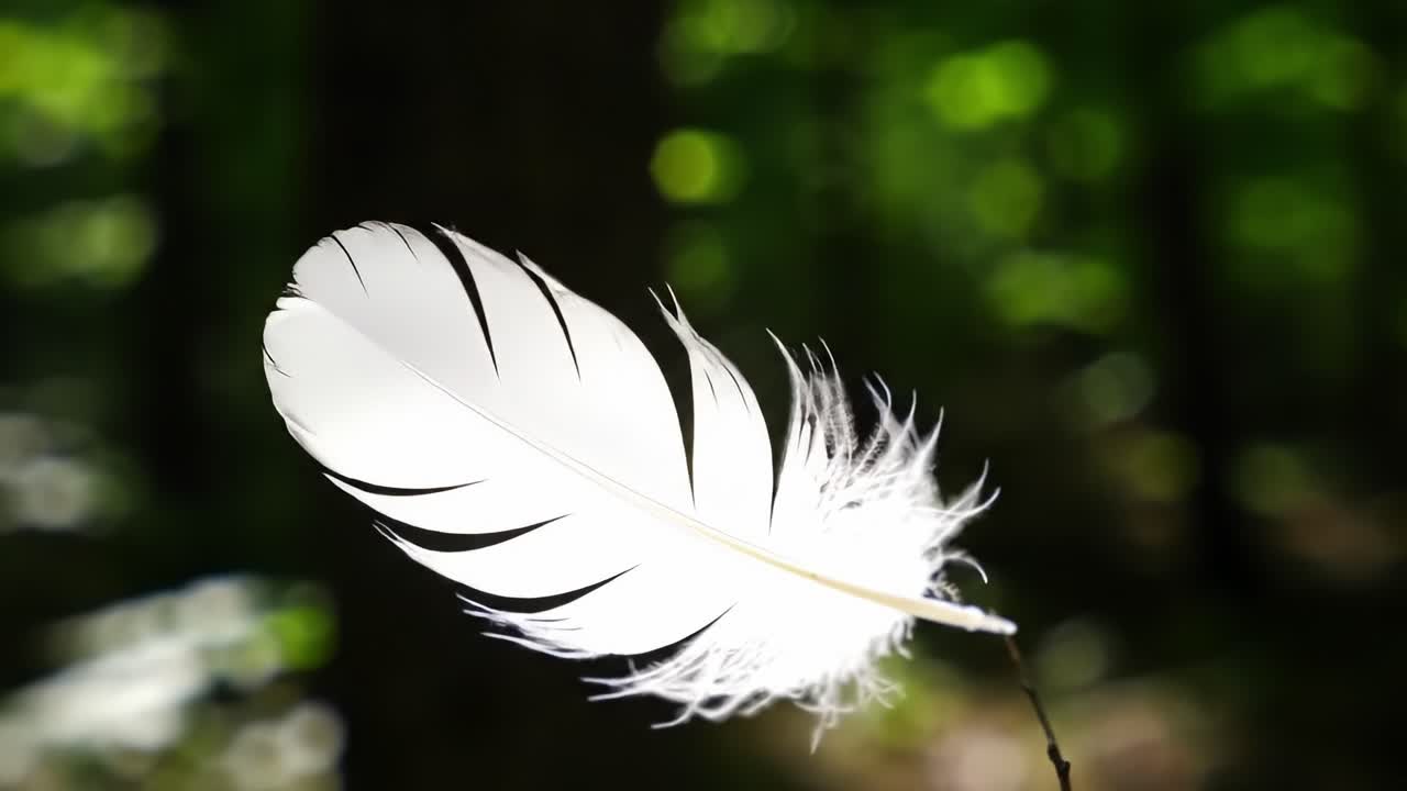 A Captivating Journey Through Nature: A Delicate Feather Suspended in Air Amidst the Lush Green Woods, Showcasing the Beauty of Light and Nature's Harmony