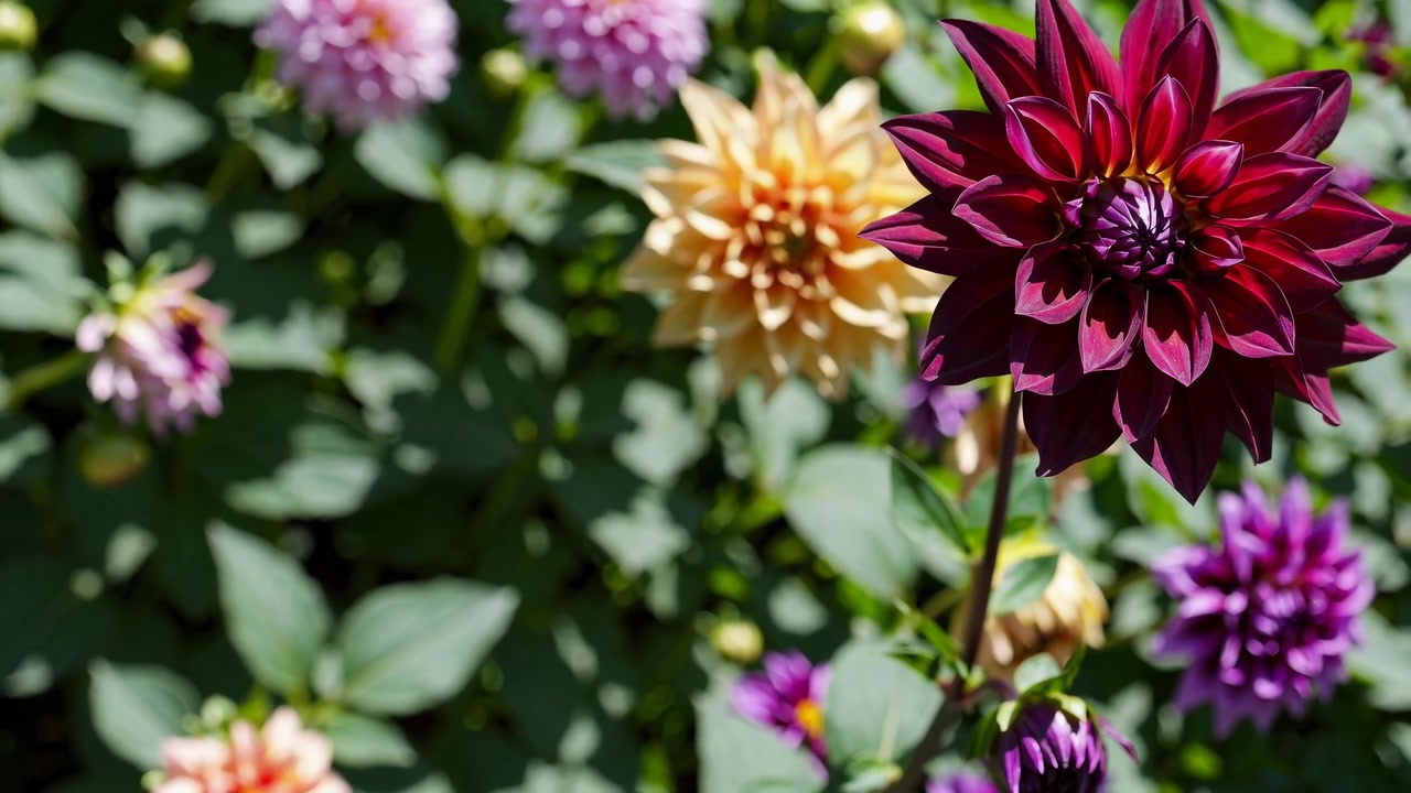 Fiore di dalia rosso scuro vibrante che sboccia in un giardino soleggiato