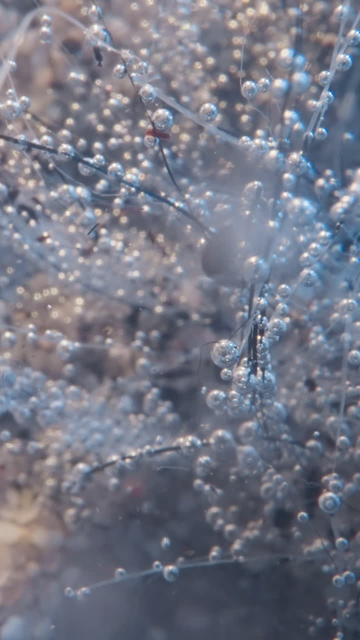 Amazing weed bush with small air bubbles on thin twigs grows on lake bottom closeup. Beauty of underwater flora concept. Fresh water natural plants