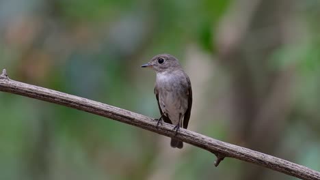 El-Papamoscas-Marrón-Asiático-Es-Un-Pequeño-Pájaro-Paseriforme-Que-Se-Reproduce-En-Japón,-Himalaya-Y-Siberia