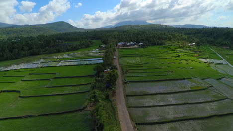 Un-Dron-Disparó-Desde-Un-Camino-Que-Conduce-A-Un-Barangay-En-Buhi-Filipinas-Con-Campos-De-Arroz-A-La-Izquierda-Y-A-La-Derecha-Del-Pequeño-Camino