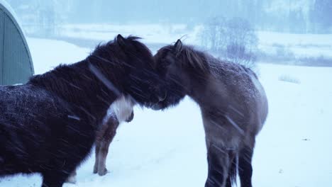 horses kissing each other showing love on cold blizzard in norway