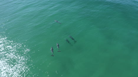 toma aérea de 4k de un grupo de delfines tranquilos nadando en el mar azul turquesa de byron bay, australia