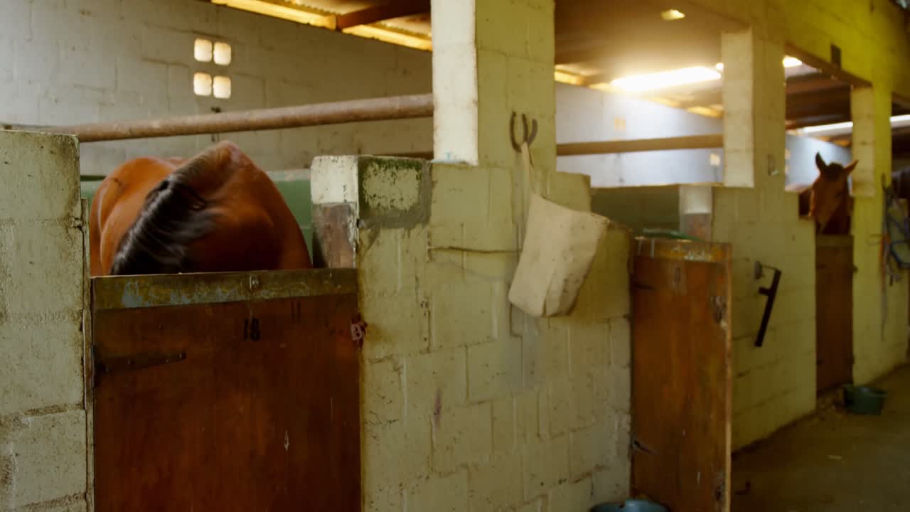 Man walking with horse in stable 4k