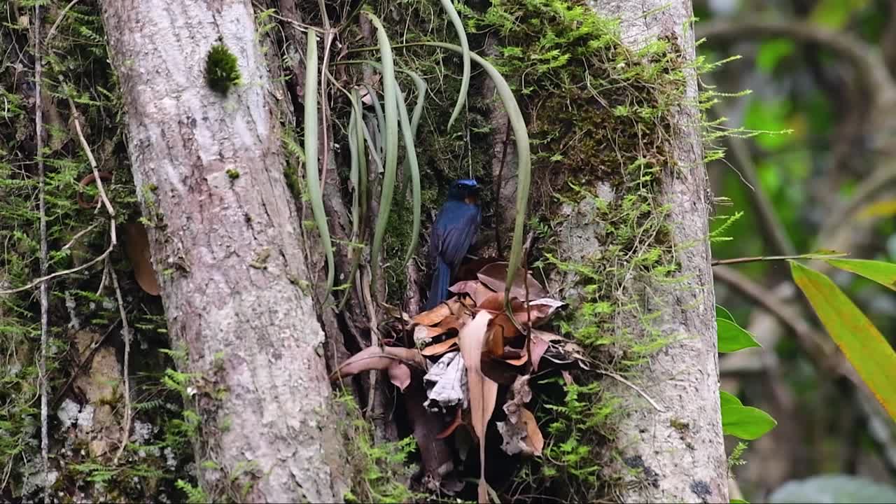 el papamoscas azul de la colina se encuentra en un hábitat de gran altura, tiene plumas azules y un pecho anaranjado para el macho, mientras que la hembra es de color marrón canela pálido y también con un pecho anaranjado en transición