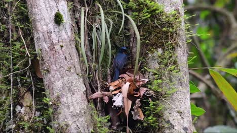 The-Hill-Blue-Flycatcher-is-found-at-high-elevation-habitat-it-has-blue-feathers-and-orange-like-breast-for-the-male,-while-the-female-is-pale-cinnamon-brown-and-also-with-transitioned-orange-breast