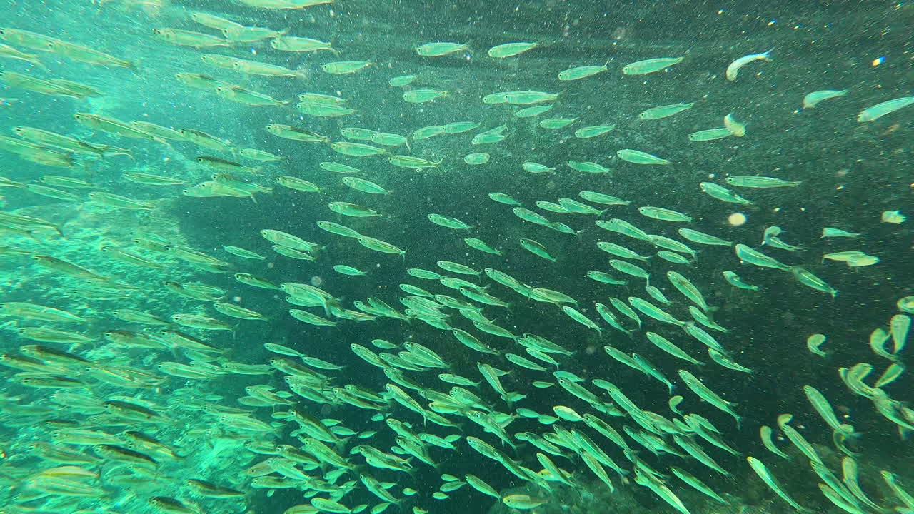 nadando con un banco de peces en el mar turquesa de tailandia