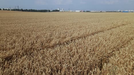 ripe grain field. a carpet of golden ears is visible. aerial photography