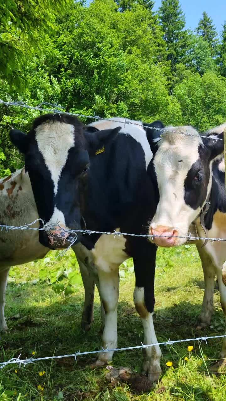 Close-up of curious black and white calves behind barbed wire, looking into the camera and flicking off flies on a sunny spring day in the Swiss countryside
