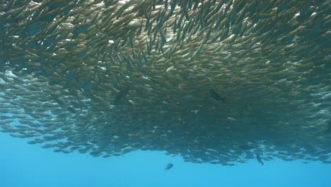 Thick-Cloud-of-Selar-Boops-Oxeye-Scad-Fish-Swim-Together-for-Protection