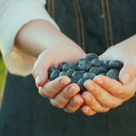 farmer keeps a handful of blueberries