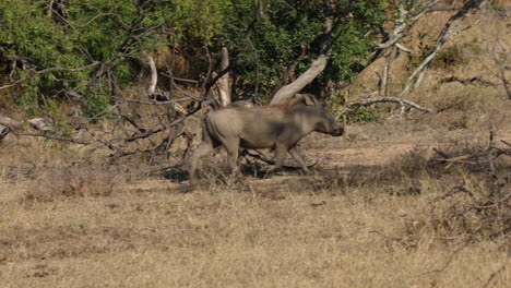 warthog running through a group of other warthogs in the savanna of the kruger national park, in south africa