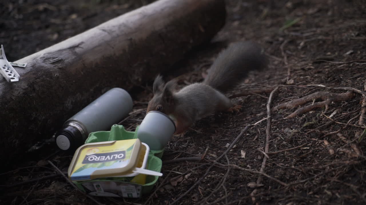 열 컵 내부 냄새를 맡는 호기심 많은 다람쥐의 클로즈업 슬로모션 샷