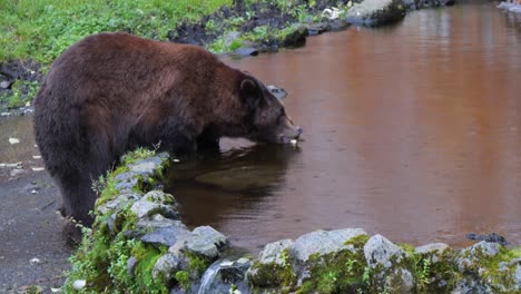 oso marrón agarrando comida de un estanque, alaska