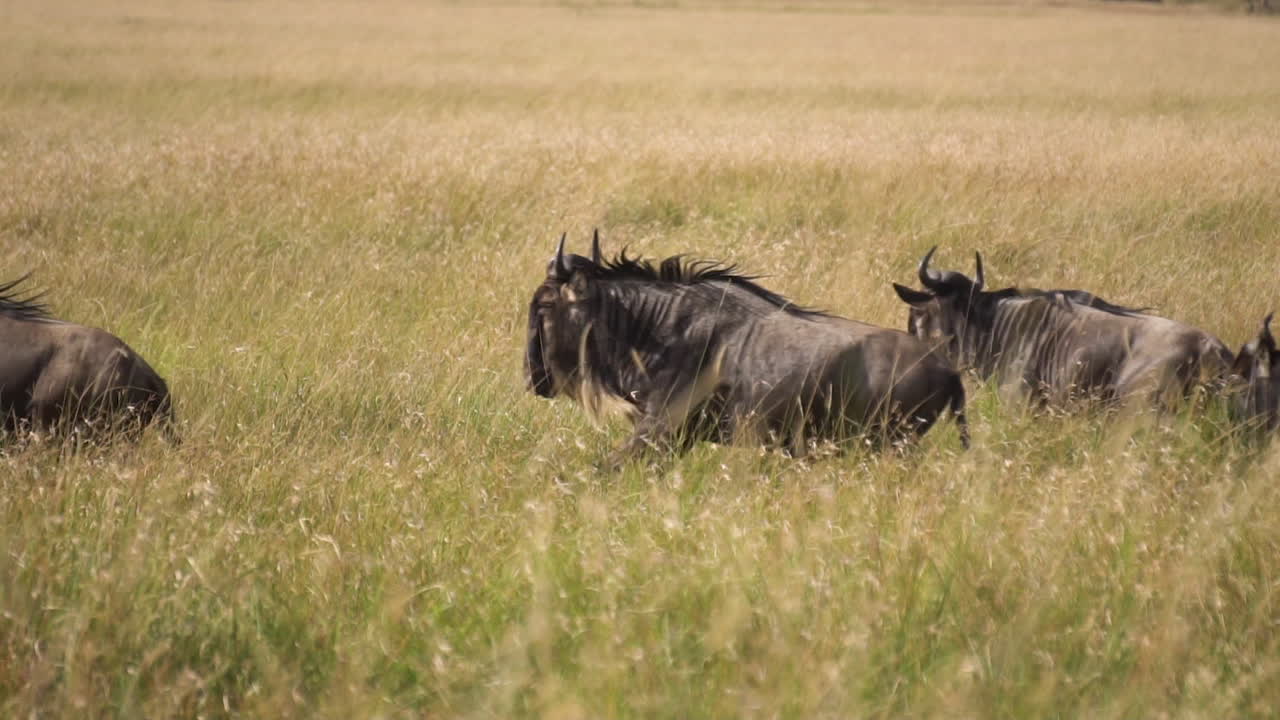 Gnuantiloper, også kjent som gnuer, løper i flokk på en afrikansk savanne, ville dyr i et naturreservat
