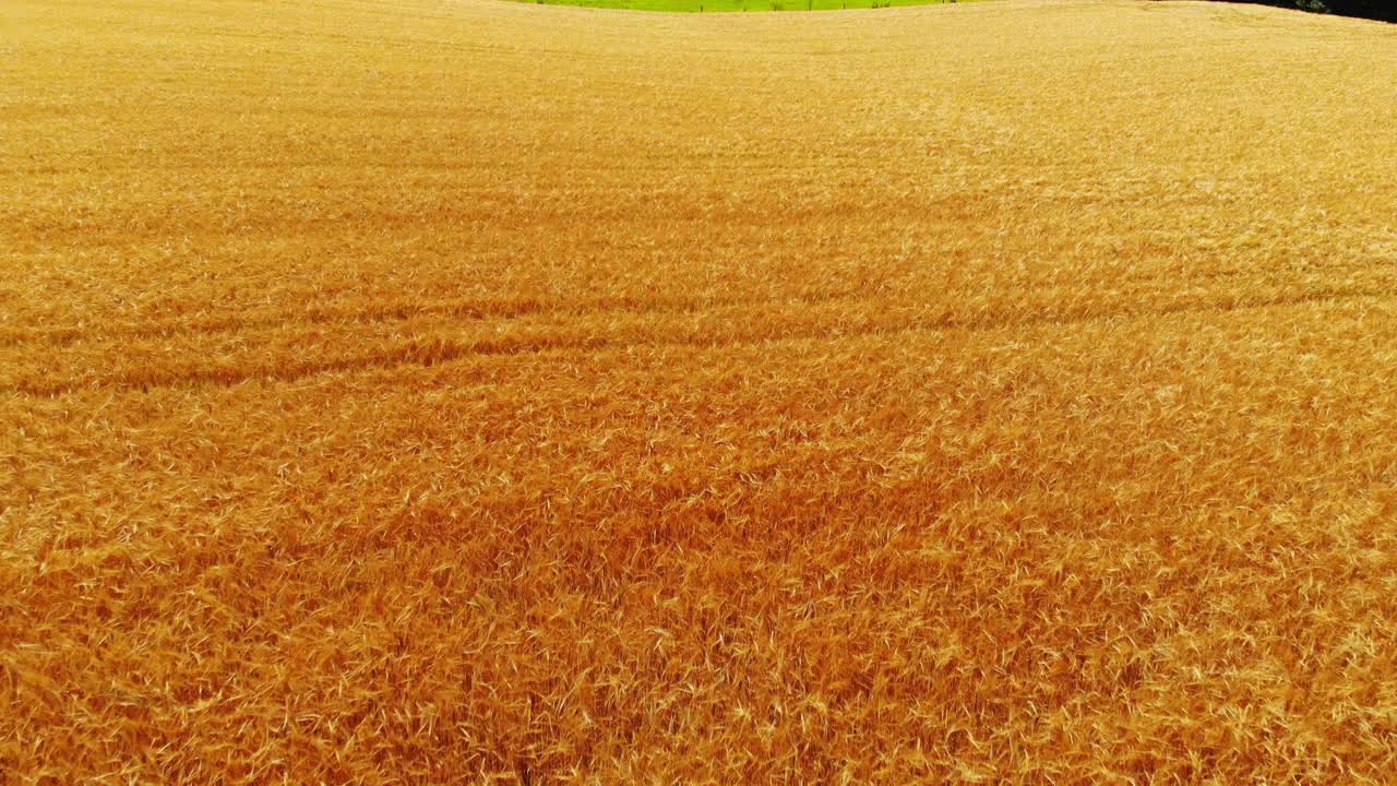 volando sobre campos de cebada dorados y maduros