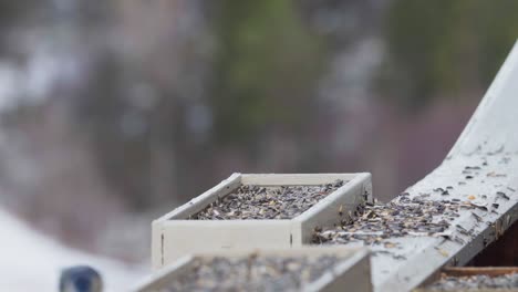 norwegian birds feeding on sunflower seeds outdoor