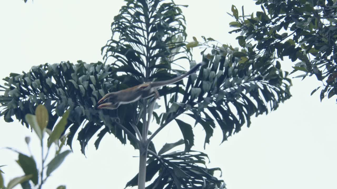 Young monkeys are jumping high in the trees, risky and dangerous