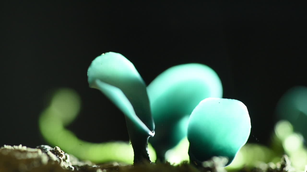 Beautiful macro shot of green Elfcup fungus releasing spores when touched