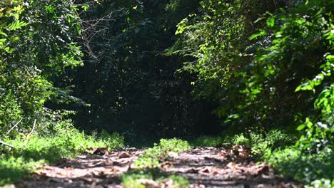 Road-Through-the-Jungle,-Kaeng-Krachan-National-Park,-Thailand