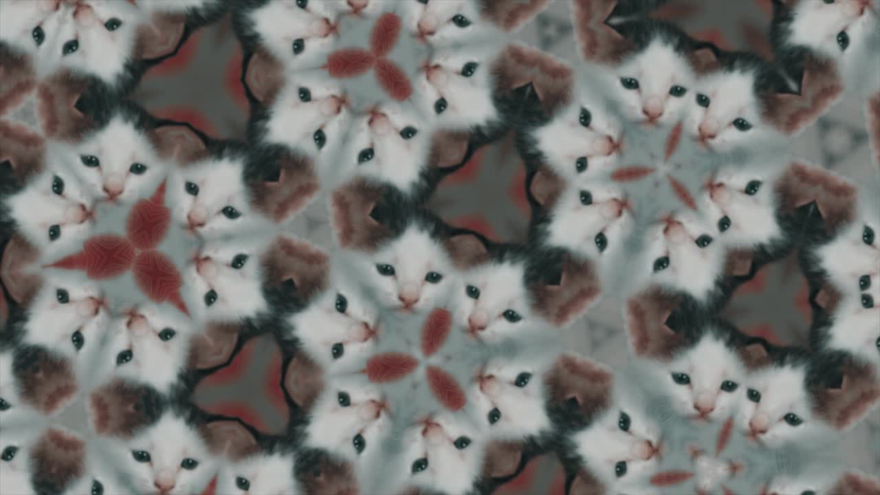 caleidoscopio de gatos graciosos, video cómico. gato dulce y creciente,