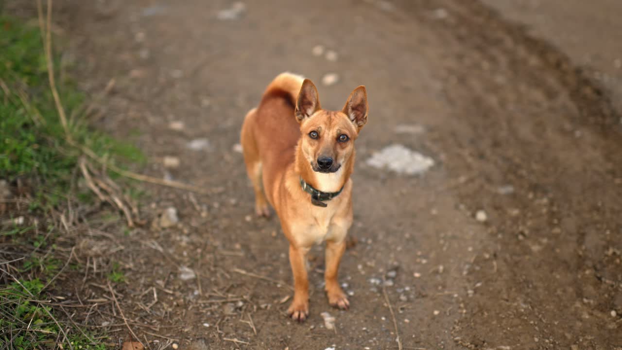 Close-up de um cão de porte médio marrom-avermelhado em uma trilha campestre, com expressão atenta e postura ereta sob luz natural suave.