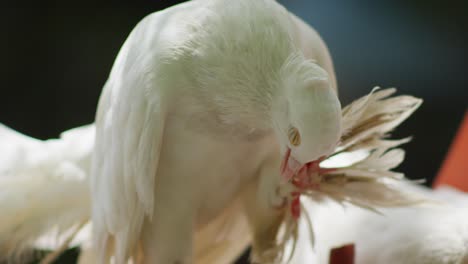 Closeup-of-white-fantail-pigeon-with-ornate-feathers-along-leg-scratching-head