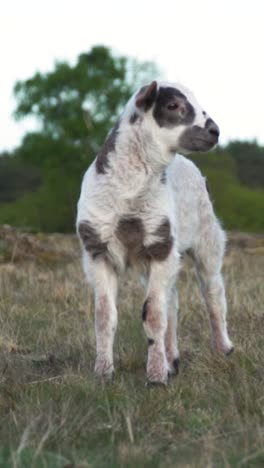 baby sheep in a field