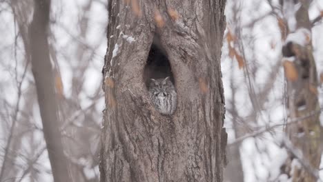 An-Eastern-Screech-Owl-rests-in-a-cavity-on-a-cold-day-with-slow-falling-snow