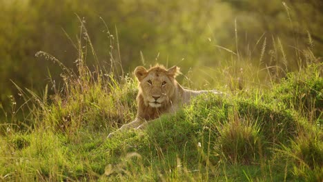 young male lion resting on grassy mound in low light as sun goes down, tired yawn resting, big 5 five african wildlife in maasai mara national reserve, kenya