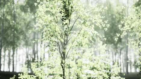 tranquil birch forest