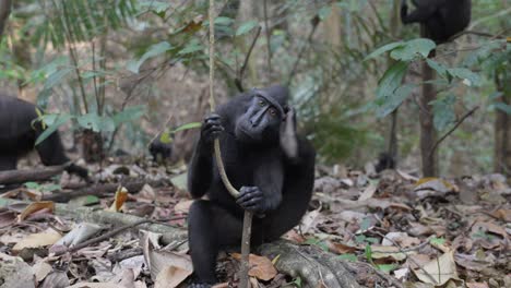 un mono libre y salvaje sentado en el suelo en la jungla y rascándose