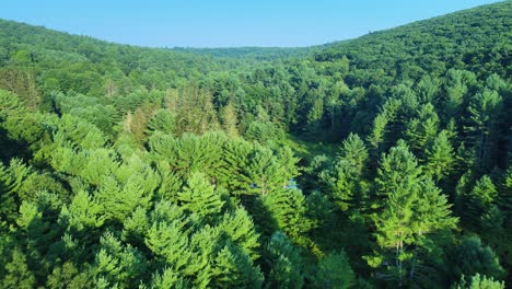 aerial drone footage of a sweeping pine forest vista in the appalachian mountains with a pond