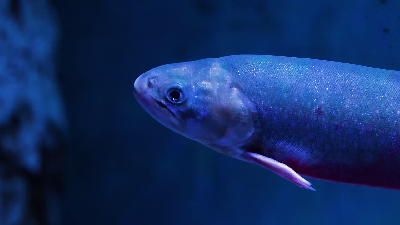 primer plano de una trucha azul en un acuario