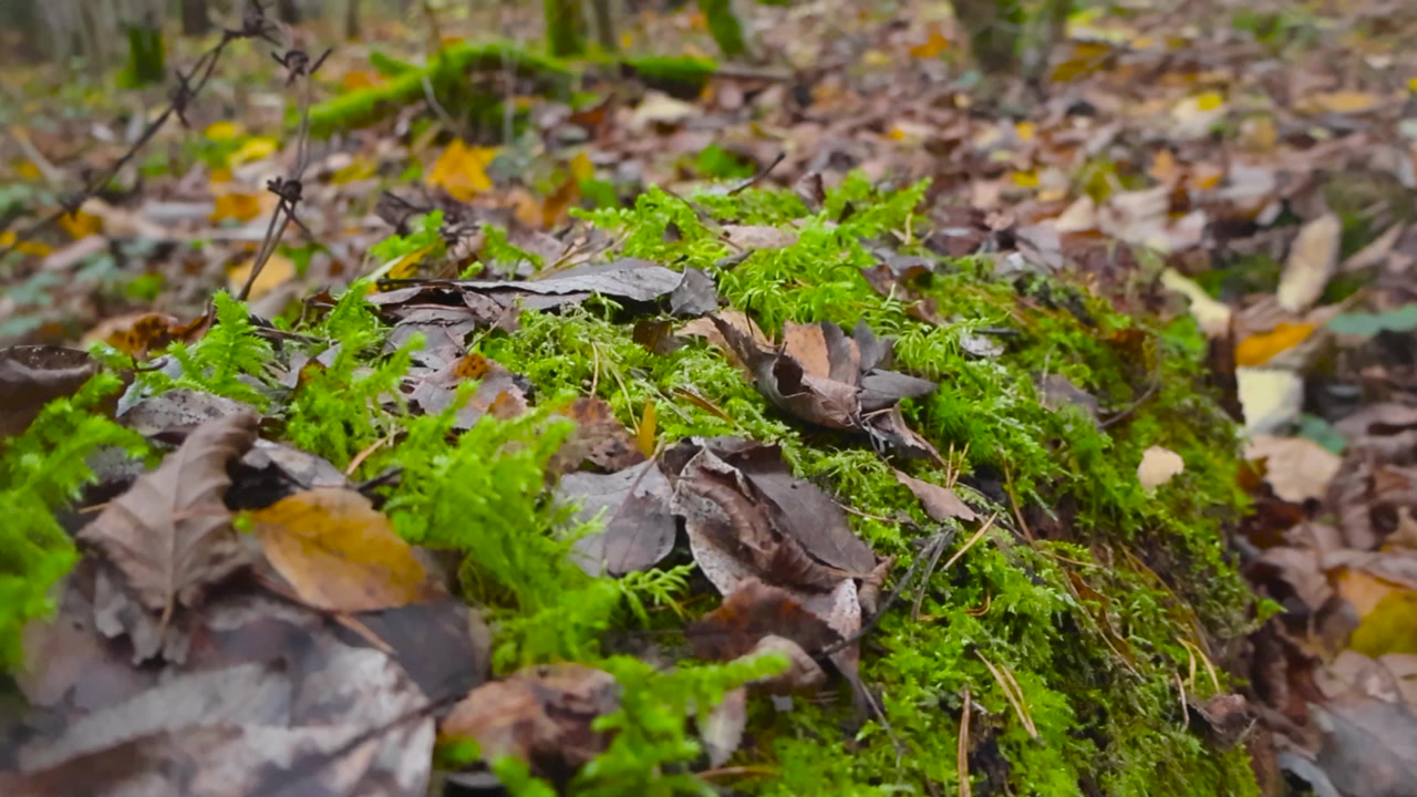 Close up shot of autumn forest as camera moves along tree trunk, densely covered with moss and leaves, barbed wire rests on decaying tree. Focus changes to blurry forest with tall trees in Estonia, 4K