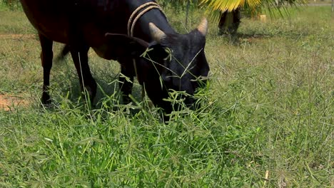 vaca india negra alimentándose de un parche de plantas verdes