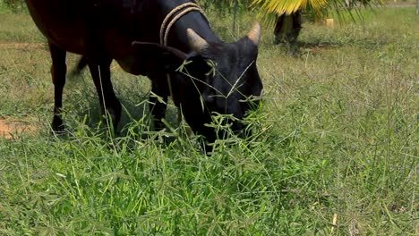 black indian cow feeding on a patch of green plants