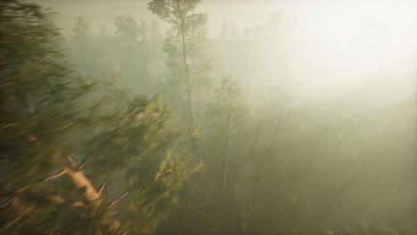drone breaking through the fog to show redwood and pine tree