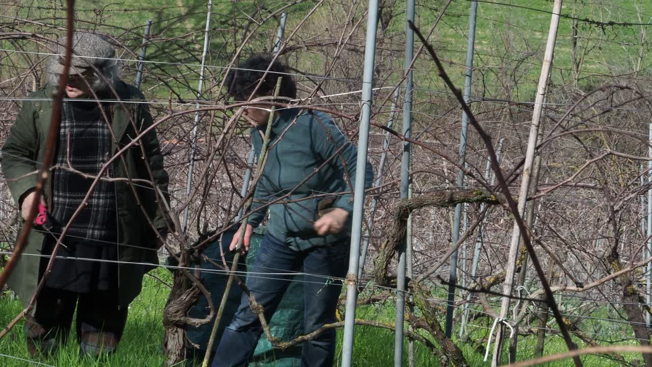Two resilient women farmers prune grapevines uphill in a lush organic vineyard near Castell’Arquato, trimming branches during late winter with care and strength, captured in slow motion