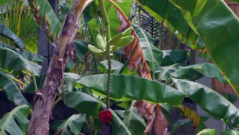 Fette-Grüne-Bananen-Wachsen-Auf-Bananenstauden-Im-Mittelamerikanischen-Dschungel