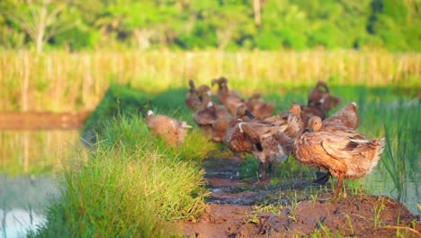 bandada de patos limpiando sus alas y su cuerpo de pie en una berma en un campo de arroz