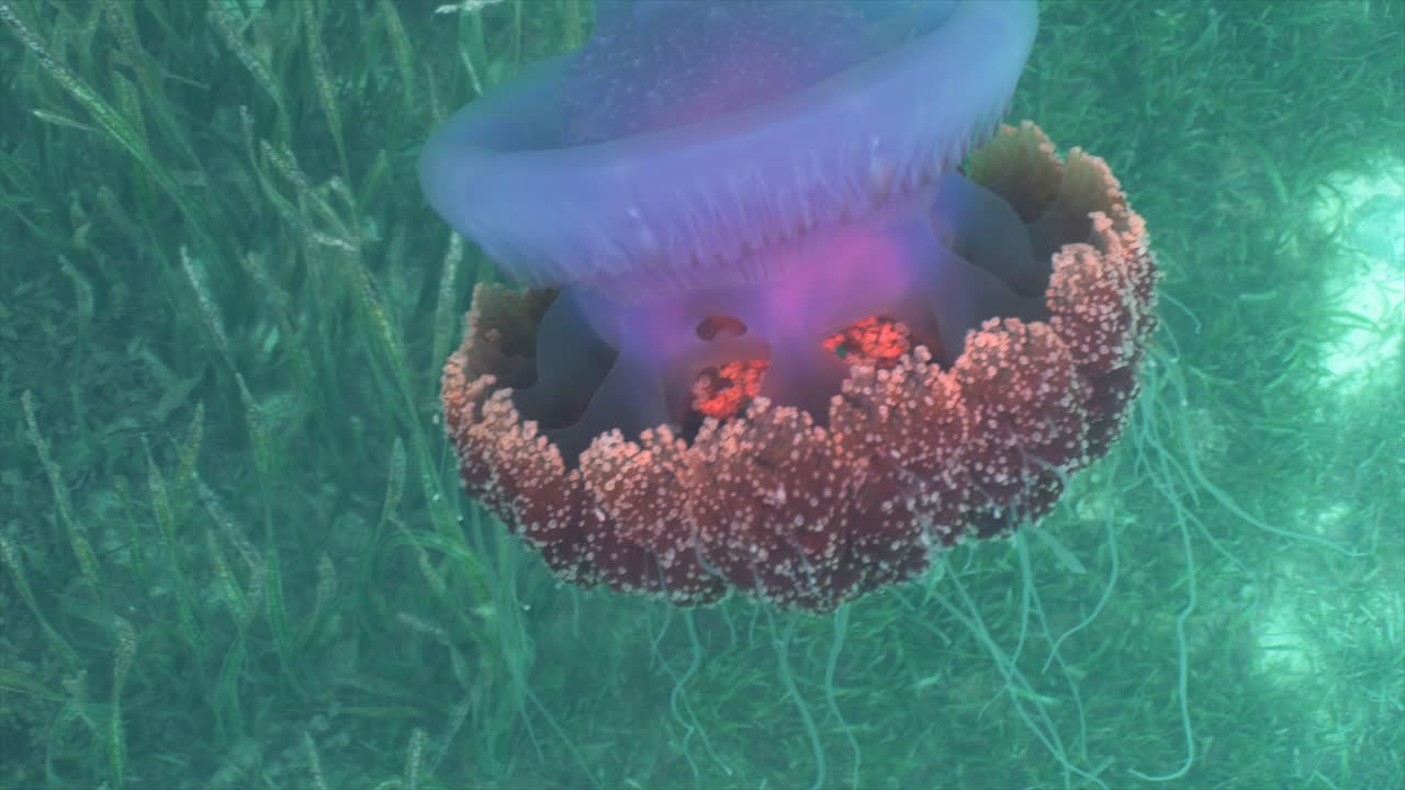 близкий взгляд на цветную медузу ярко-фиолетового тела, медленное движение