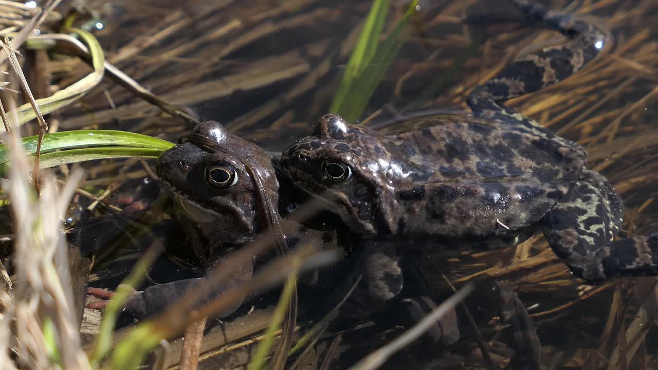 Two common frogs mating in spring in pond water during mating season