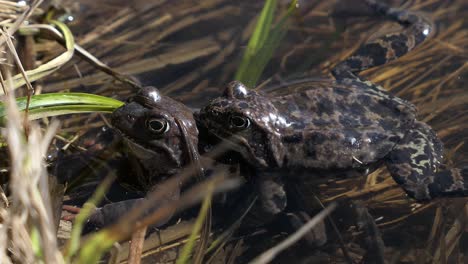 two common frogs mating in spring in pond water during mating season