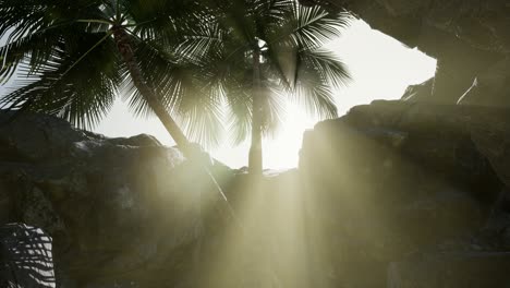 big palms in stone cave with rays of sunlight