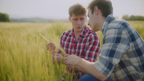 two farmers inspecting wheat in a field